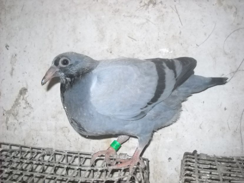  - UNDEVA IN SUCEAVA arhiva