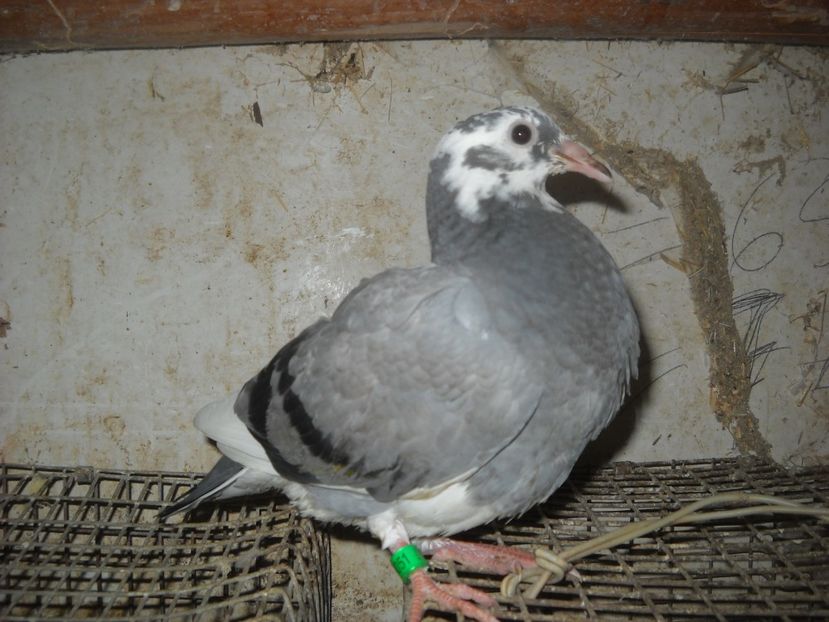  - UNDEVA IN SUCEAVA arhiva