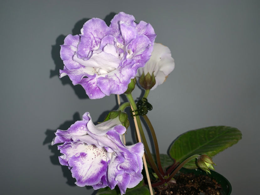  - Gloxinia 2021