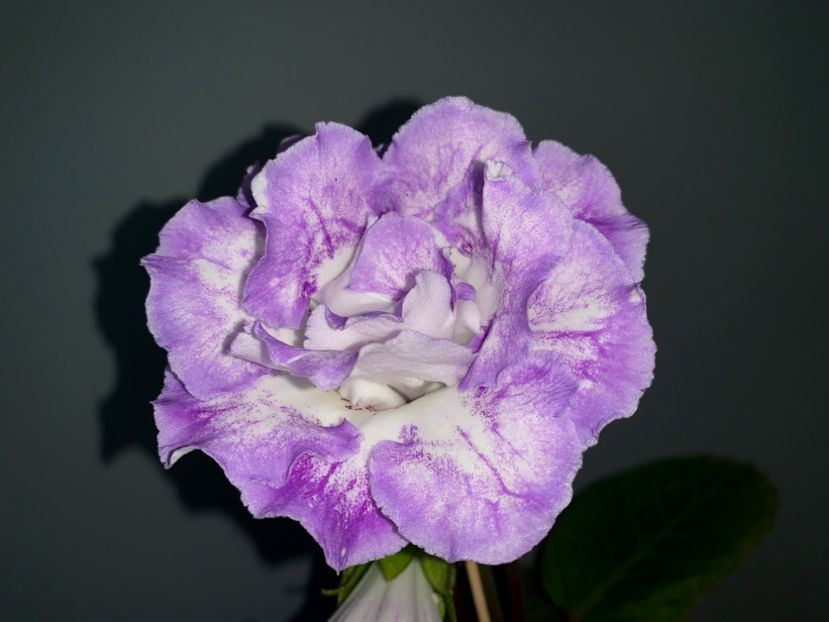  - Gloxinia 2021