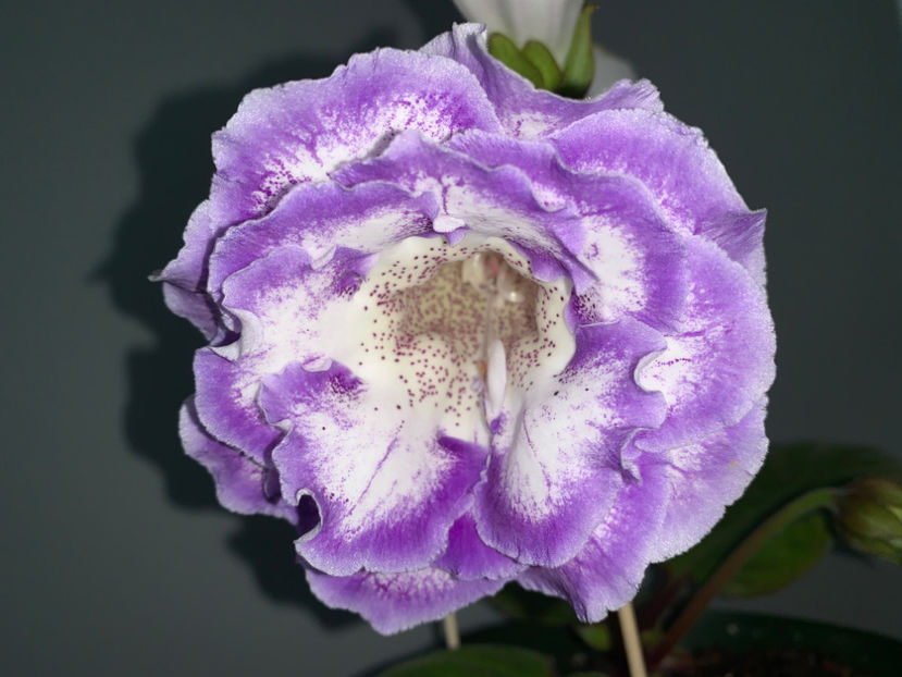  - Gloxinia 2021