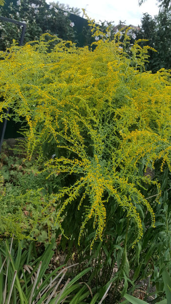solidago canadensis - Gradina si terasa PrimaLuce_8-Hello 2021