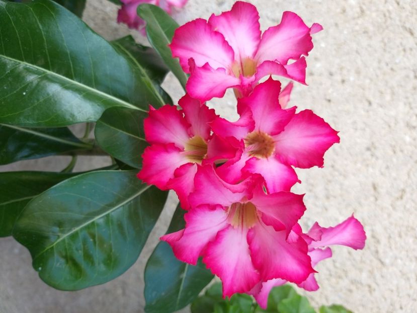  - adenium