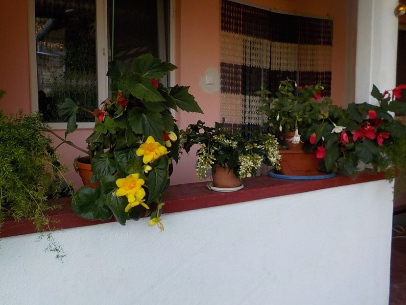  - Florile mele