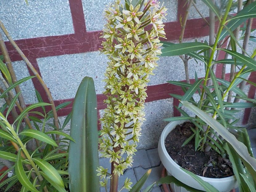  - eucomis