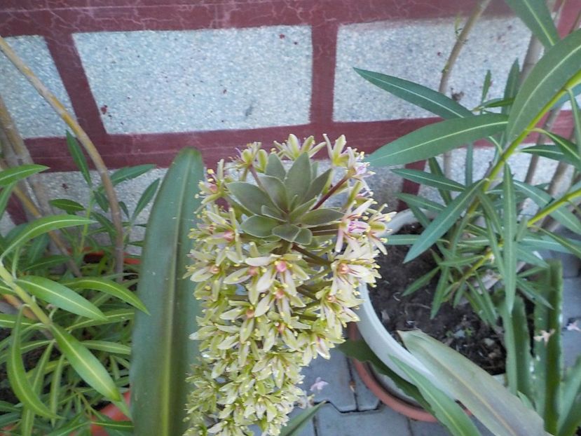  - eucomis