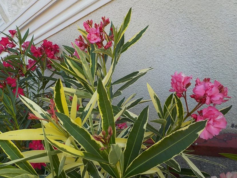  - variegat nr 24