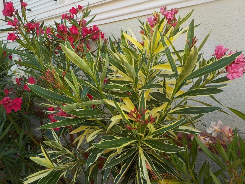  - variegat nr 24