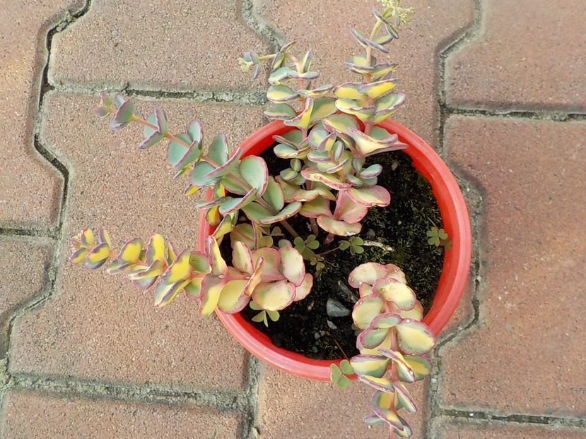  - sedum sieboldii variegat