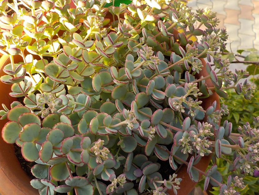  - sedum sieboldii