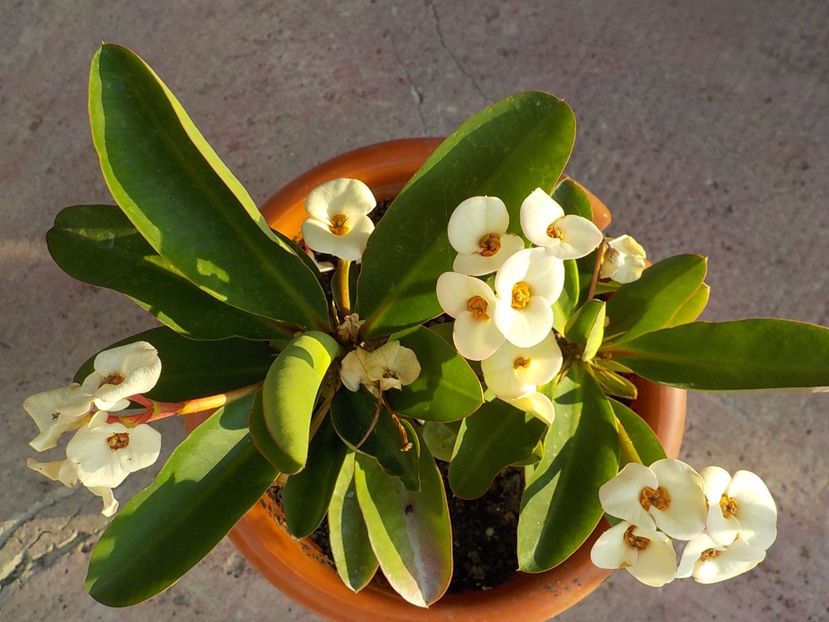  - euphorbia milli