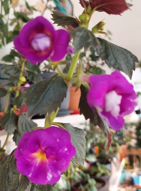  - PURPLE MYSTERY