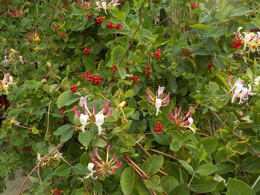  - lonicera