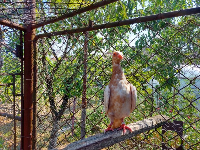  - Indian german 2021