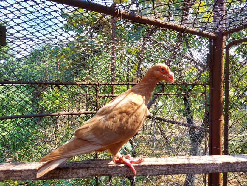  - Indian german 2021