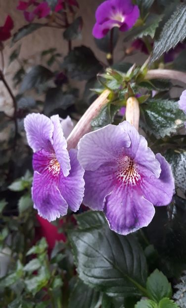  - 0001 2022 - Charles Martel