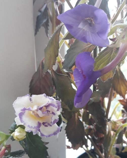  - 001 2021 - Fluffy Wambler