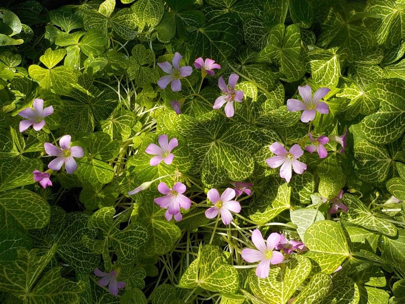  - oxalis corimbosa aureo
