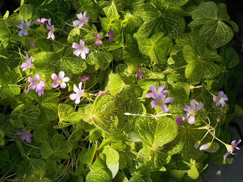  - oxalis corimbosa aureo