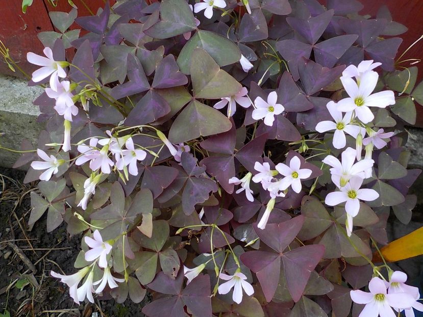  - oxalis triangularis