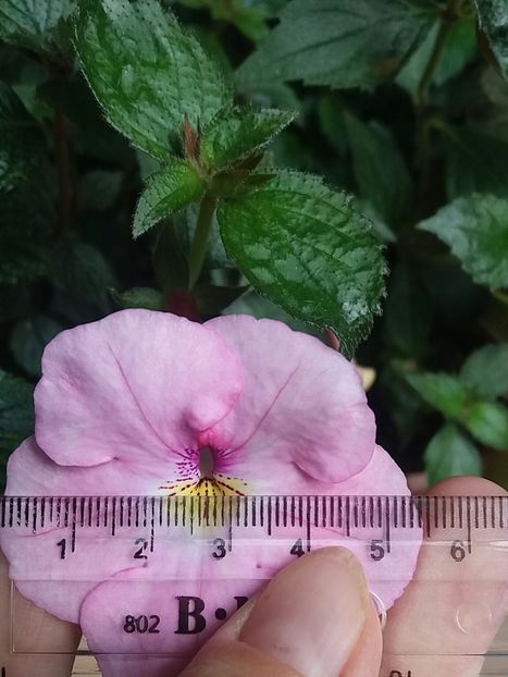 Harecroft - Achi la măsurat