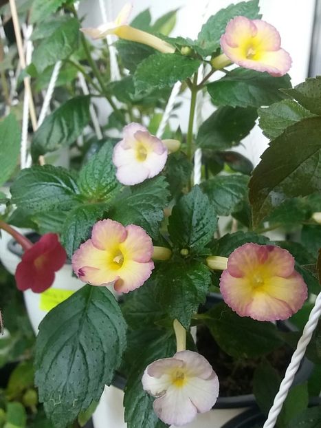  - Achimenes varietati - drumul florilor