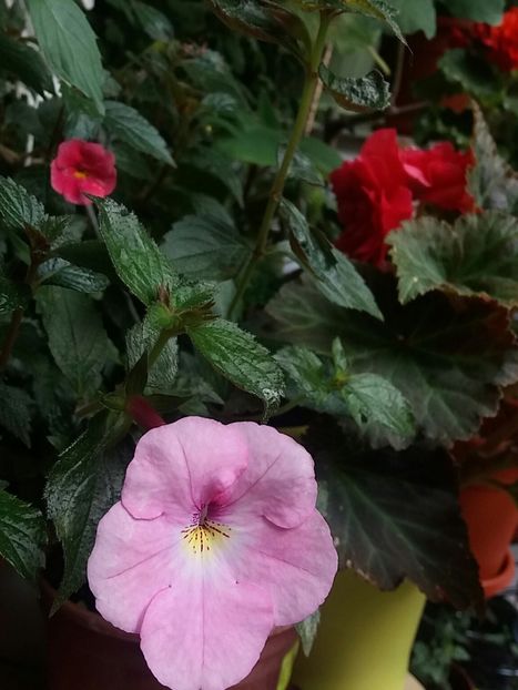  - Achimenes varietati - drumul florilor