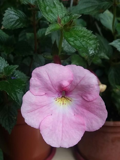 Harecroft - Achimenes varietati - drumul florilor