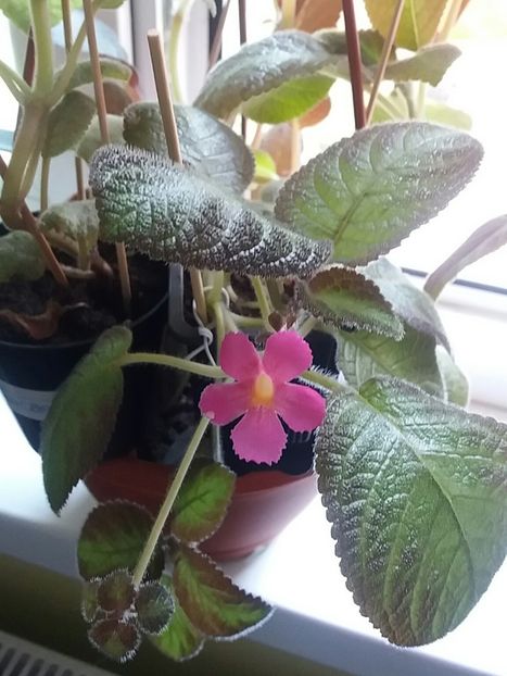 ❤Multumesc❤ - Episcia