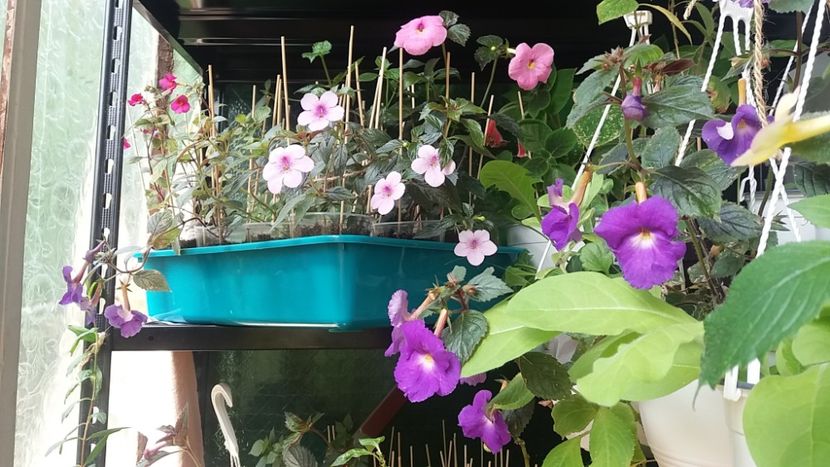  - Achimenes varietati - drumul florilor