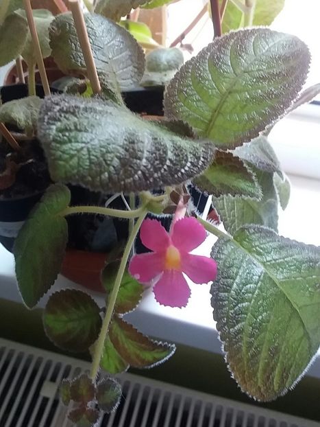 ❤Multumesc Gabita❤ - Albumul generozității