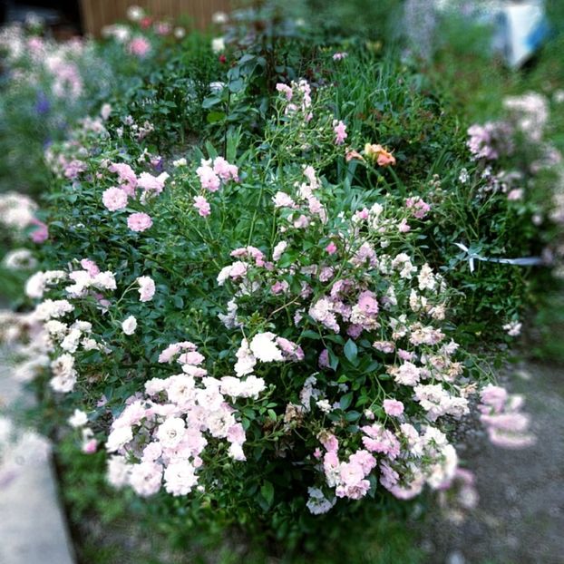  - Garden 2021