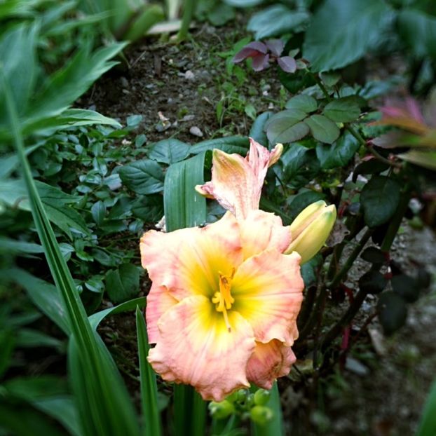 - Garden 2021