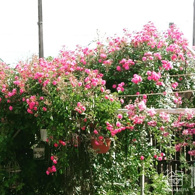  - Garden 2021