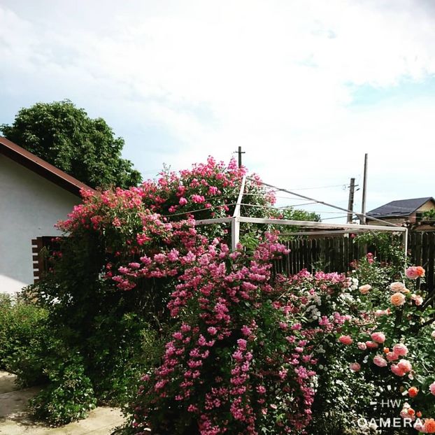  - Garden 2021