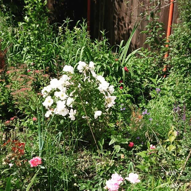 - Garden 2021