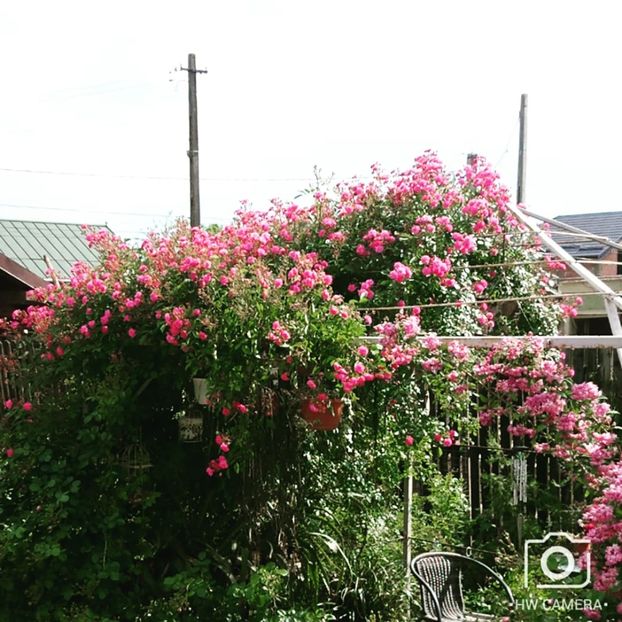  - Garden 2021
