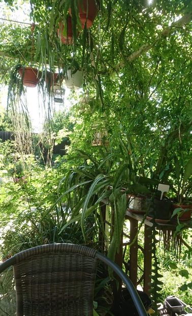 received_123321659805297 - Garden 2021