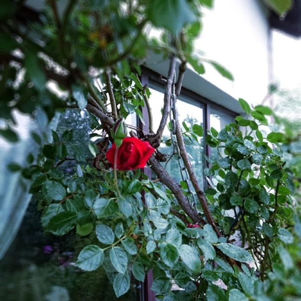  - Garden 2021