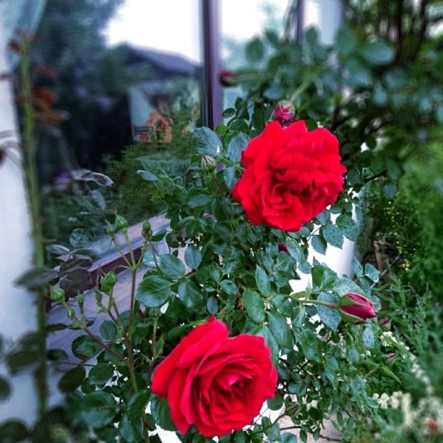 - Garden 2021