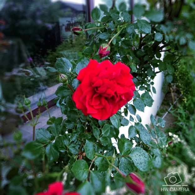  - Garden 2021