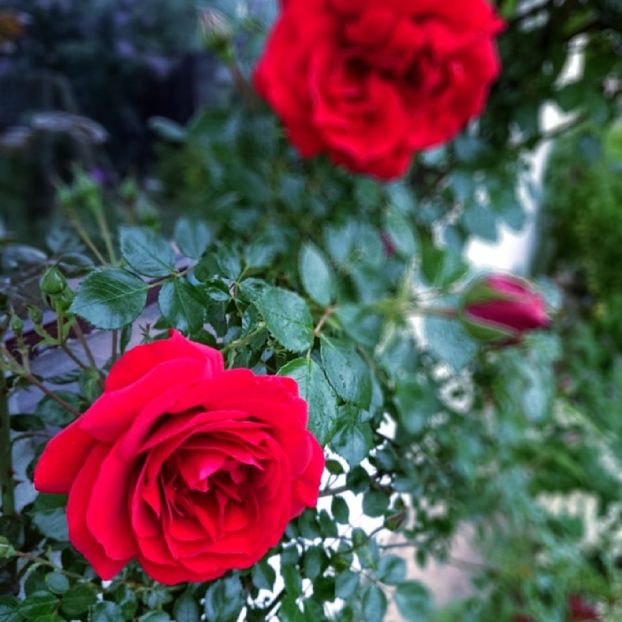  - Garden 2021