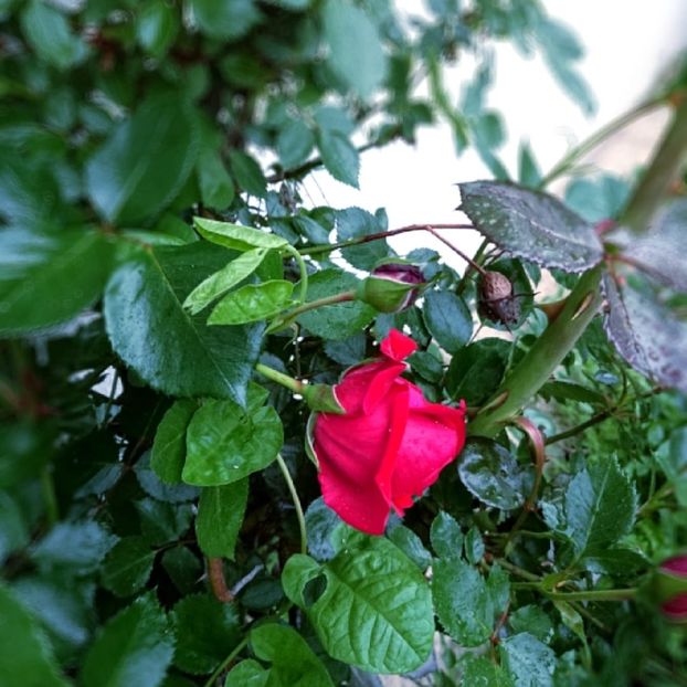  - Garden 2021