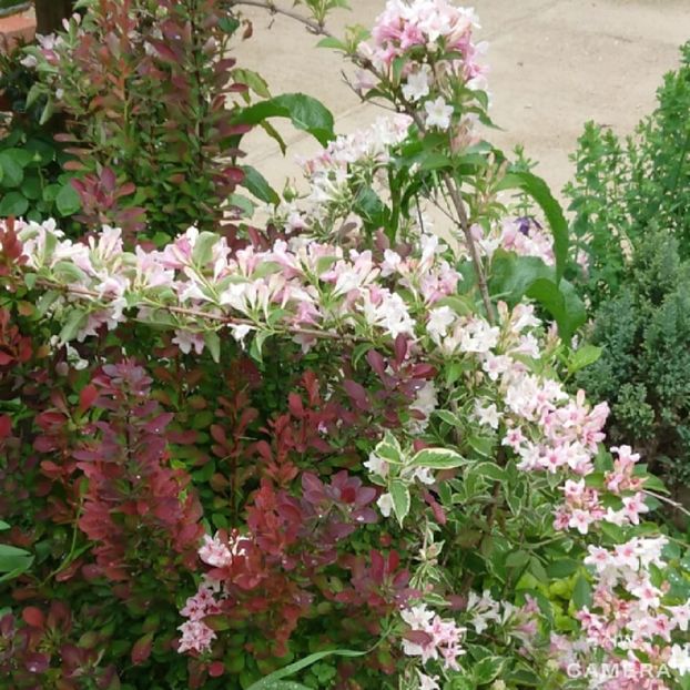  - Garden 2021