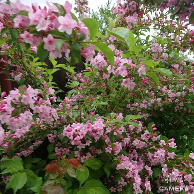  - Garden 2021
