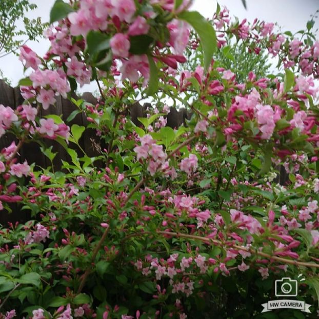  - Garden 2021