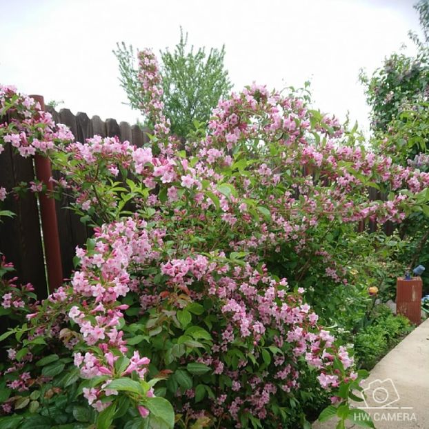 - Garden 2021