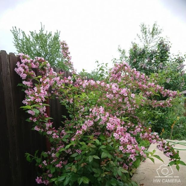  - Garden 2021