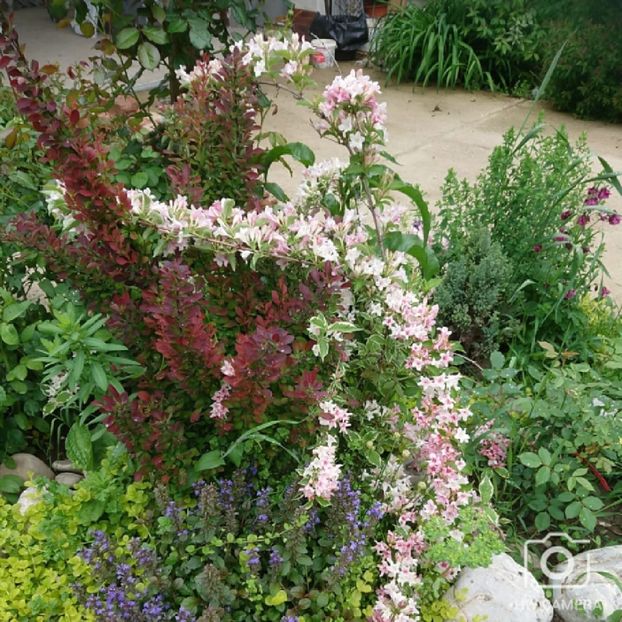  - Garden 2021