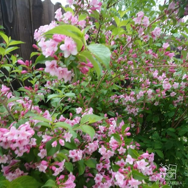  - Garden 2021